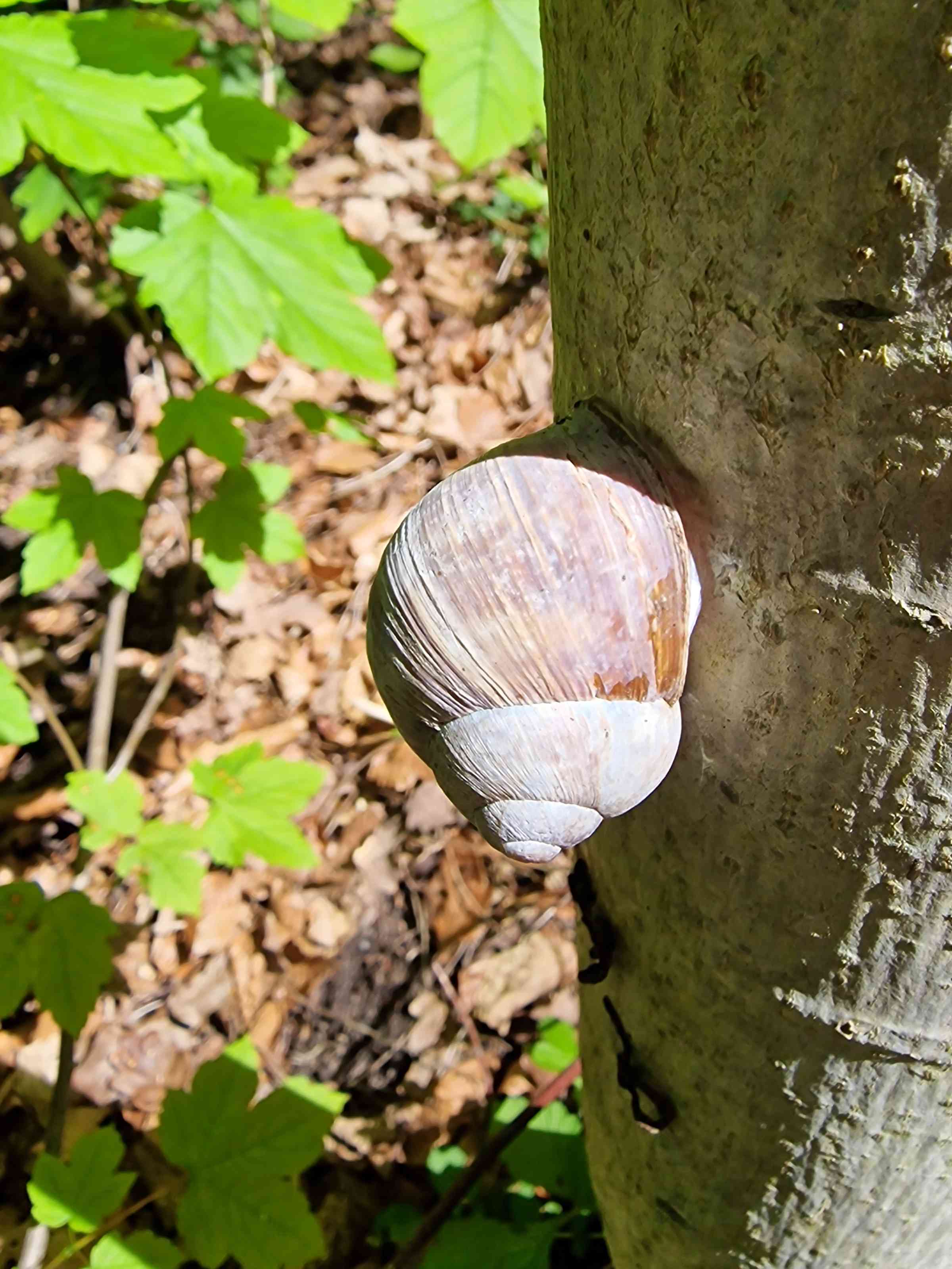 schnecke_am_baum_mai_2025.jpg