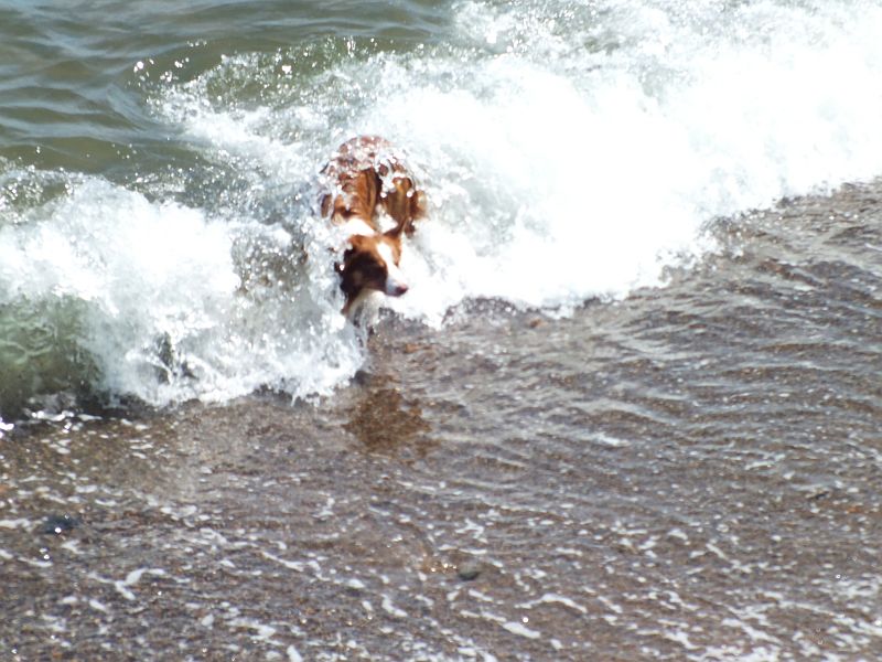 hund_im_wasser.jpg